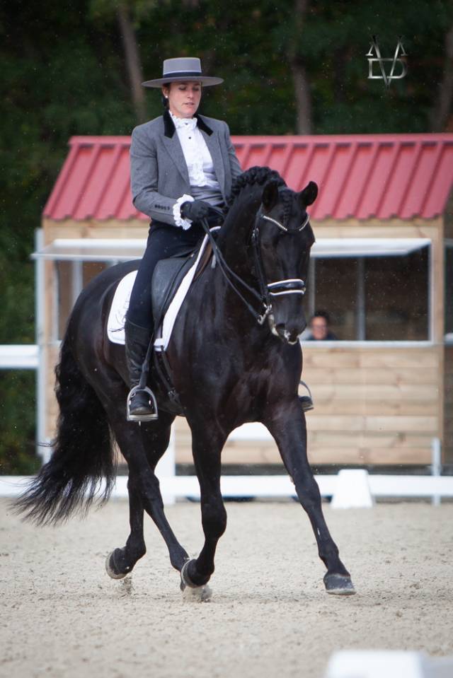 Barquero JF IV - PRE Pure Spanish Bred 2014 by ESCOGIDO J F