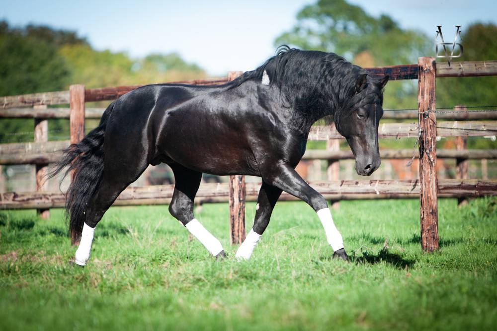 Barquero JF IV - PRE Pure Spanish Bred 2014 by ESCOGIDO J F