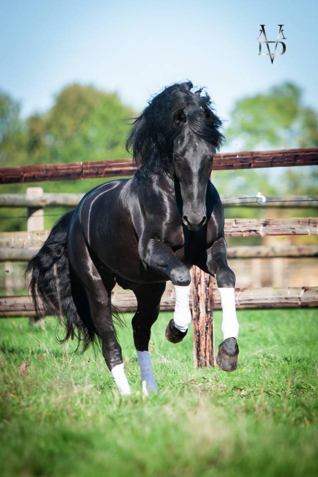 Barquero JF IV - PRE Pure Spanish Bred 2014 by ESCOGIDO J F