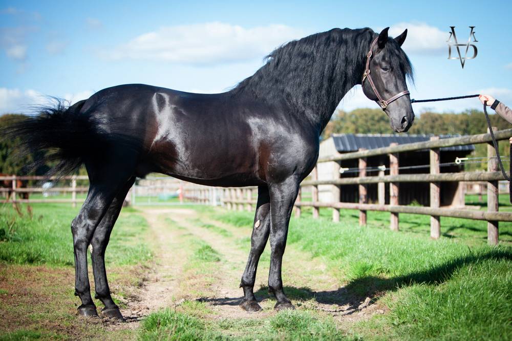 Barquero JF IV - PRE Pure Spanish Bred 2014 by ESCOGIDO J F