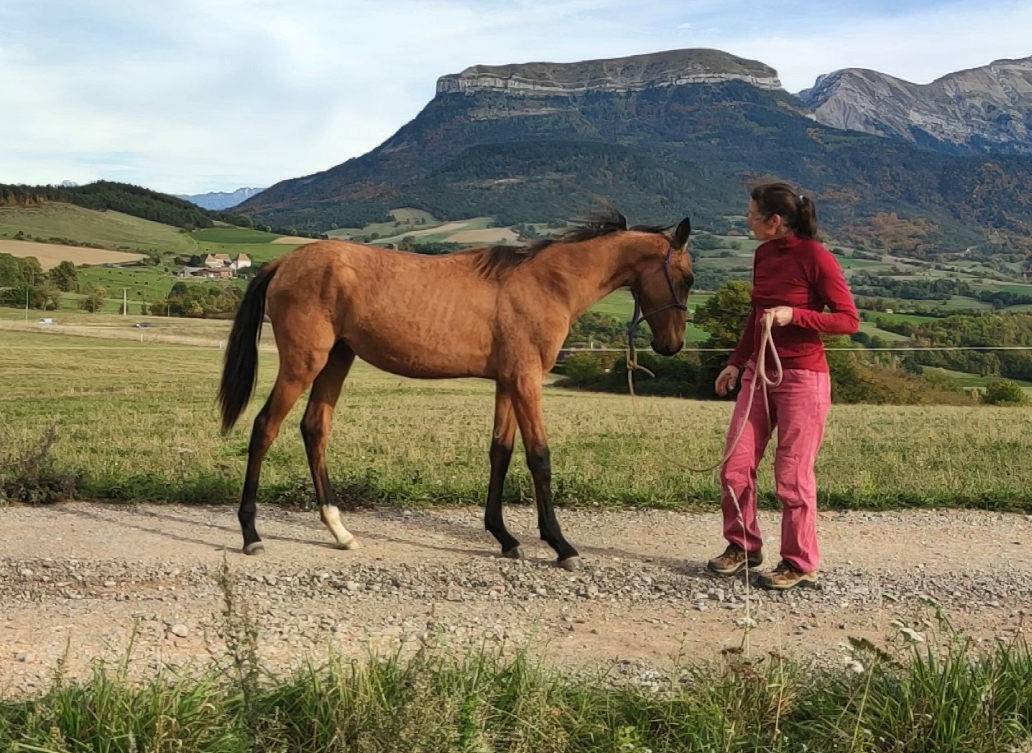 Mare Akhal Teke For sale 2019 Bay