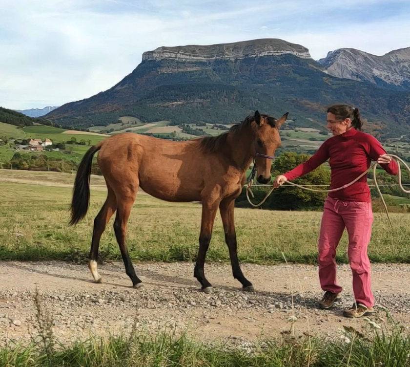 Mare Akhal Teke For sale 2019 Bay