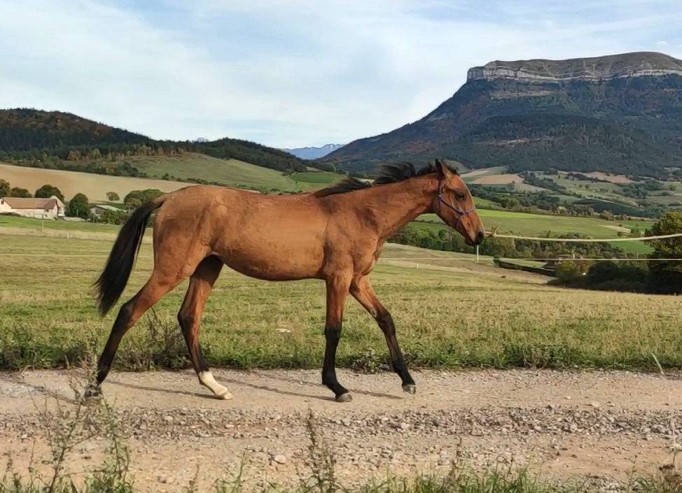 Mare Akhal Teke For sale 2019 Bay