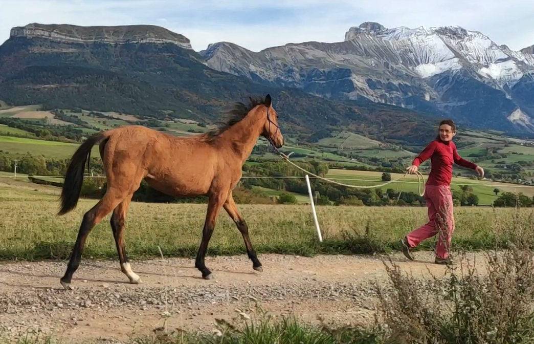 Mare Akhal Teke For sale 2019 Bay