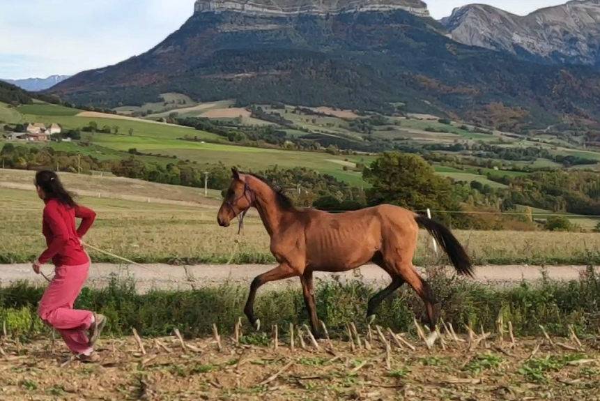 Mare Akhal Teke For sale 2019 Bay