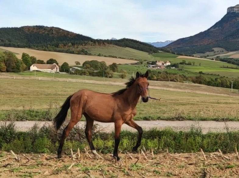Mare Akhal Teke For sale 2019 Bay