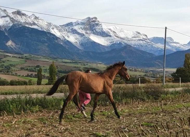 Mare Akhal Teke For sale 2019 Bay