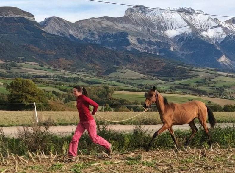 Mare Akhal Teke For sale 2019 Bay