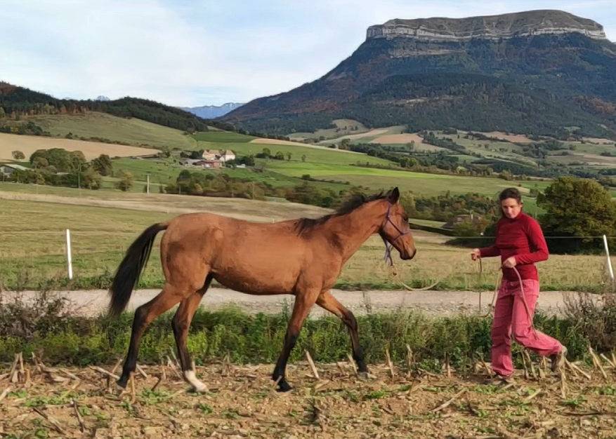Mare Akhal Teke For sale 2019 Bay