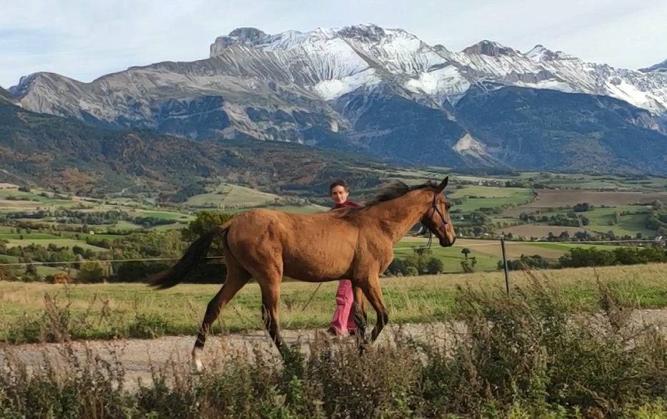 Mare Akhal Teke For sale 2019 Bay