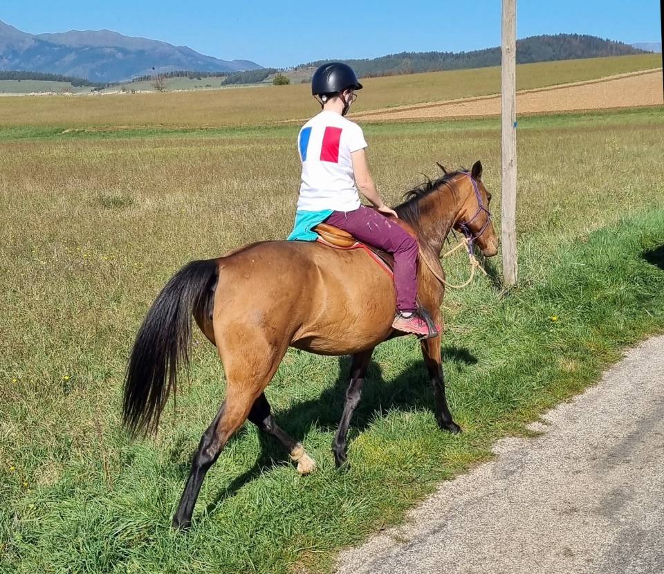 Mare Akhal Teke For sale 2019 Bay