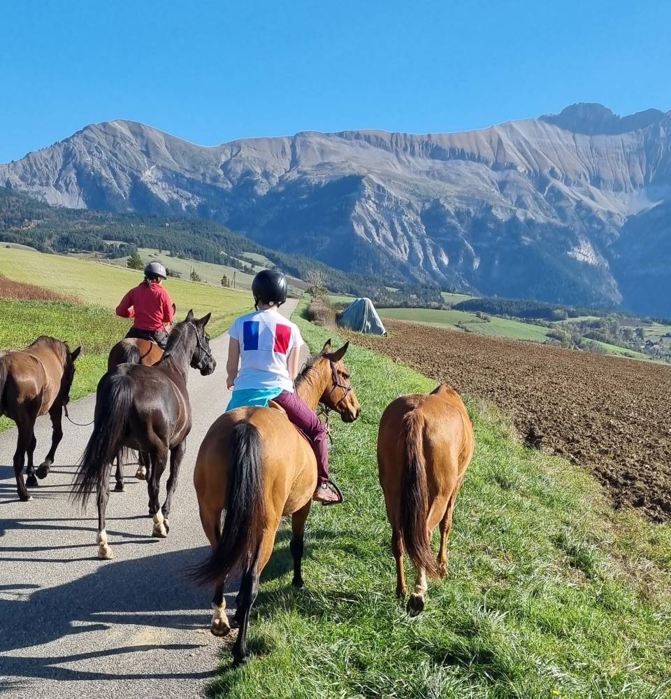 Mare Akhal Teke For sale 2019 Bay