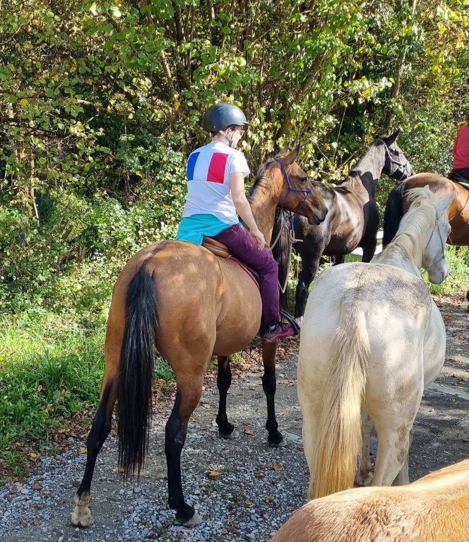 Mare Akhal Teke For sale 2019 Bay