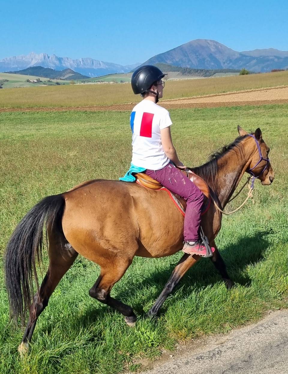 Mare Akhal Teke For sale 2019 Bay