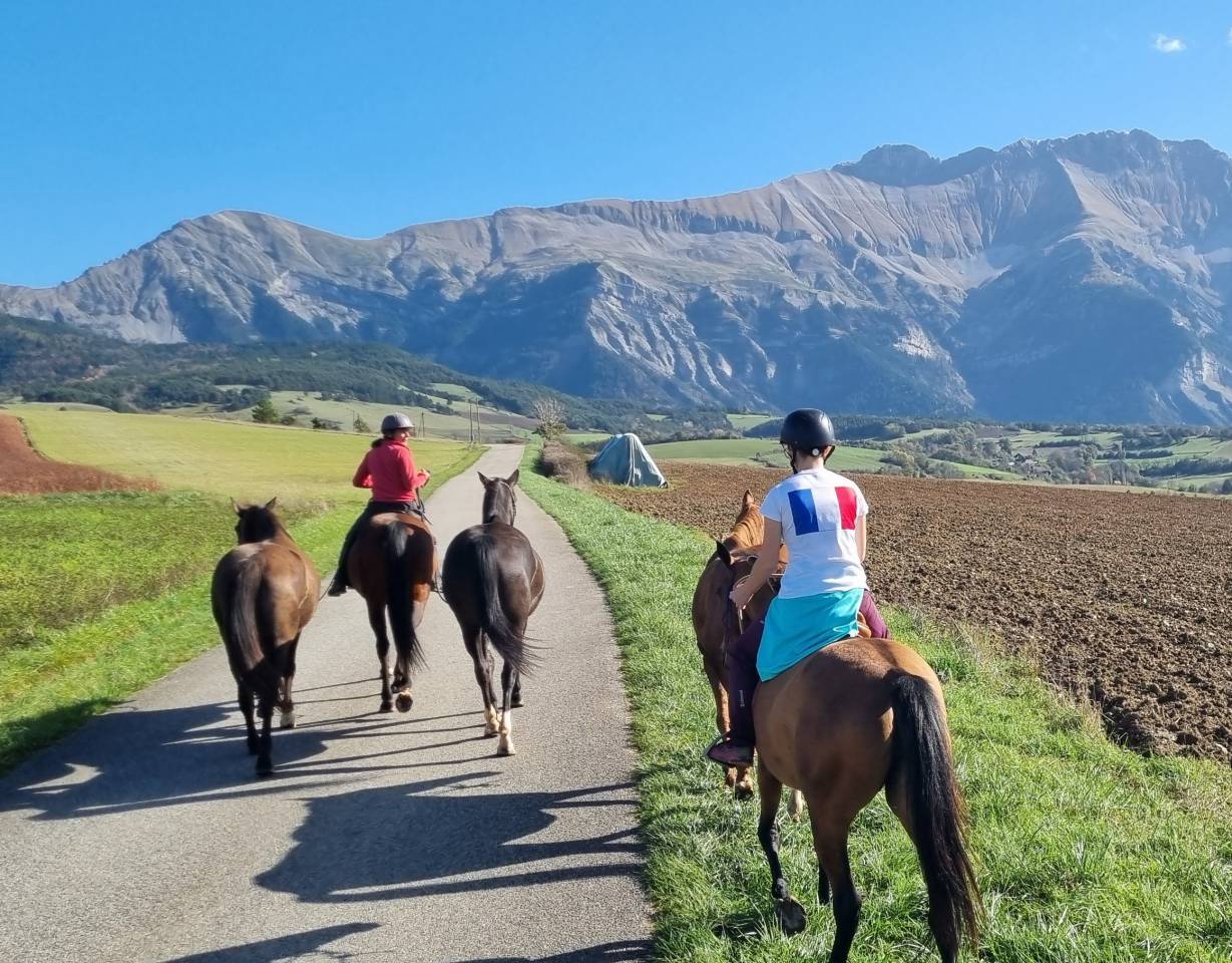 Mare Akhal Teke For sale 2019 Bay