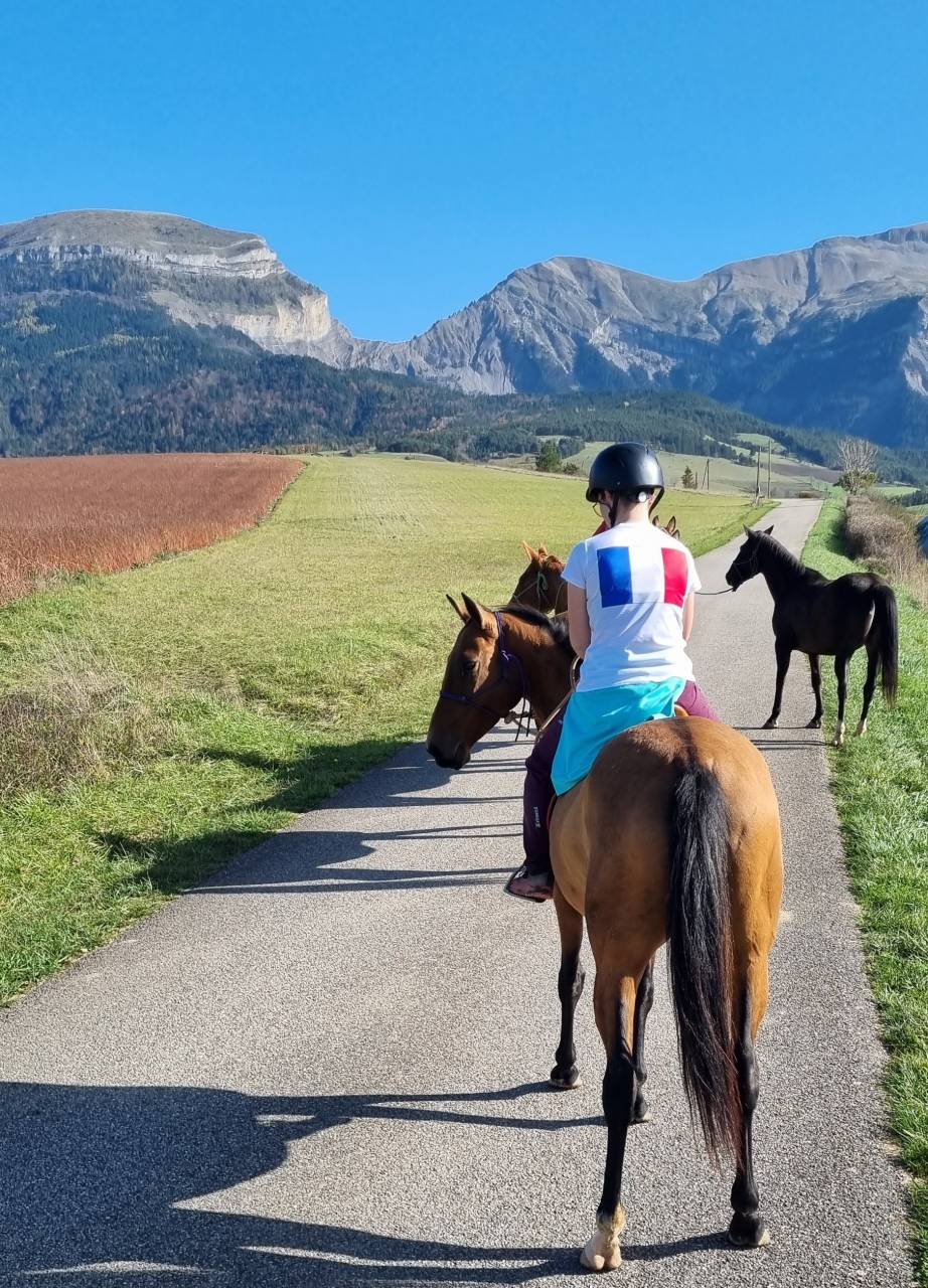 Mare Akhal Teke For sale 2019 Bay