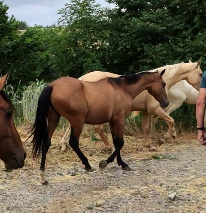 Mare Akhal Teke For sale 2019 Bay