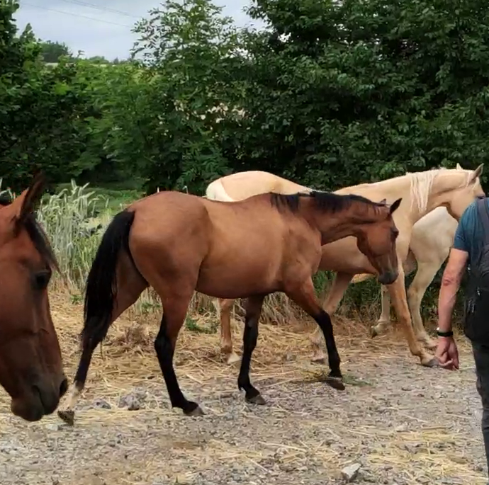 Mare Akhal Teke For sale 2019 Bay