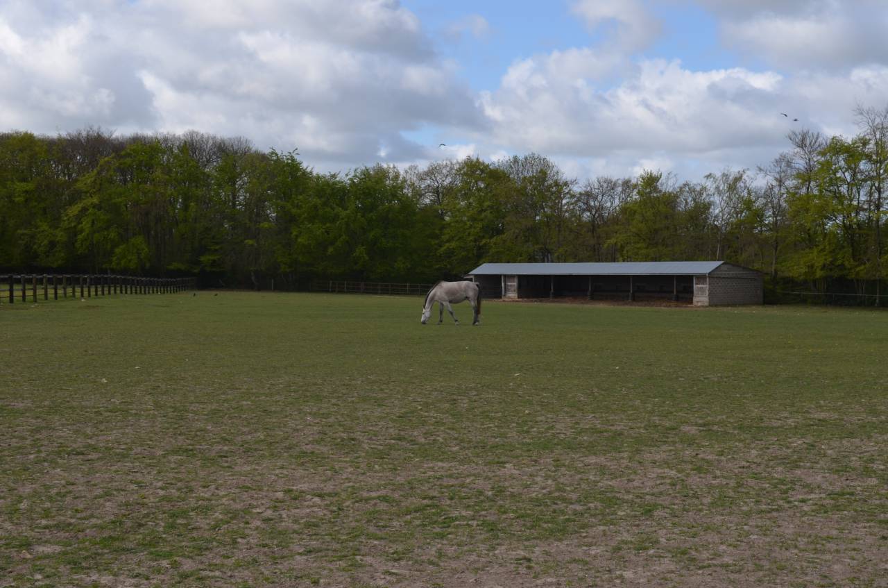 Stud farm  Calvados