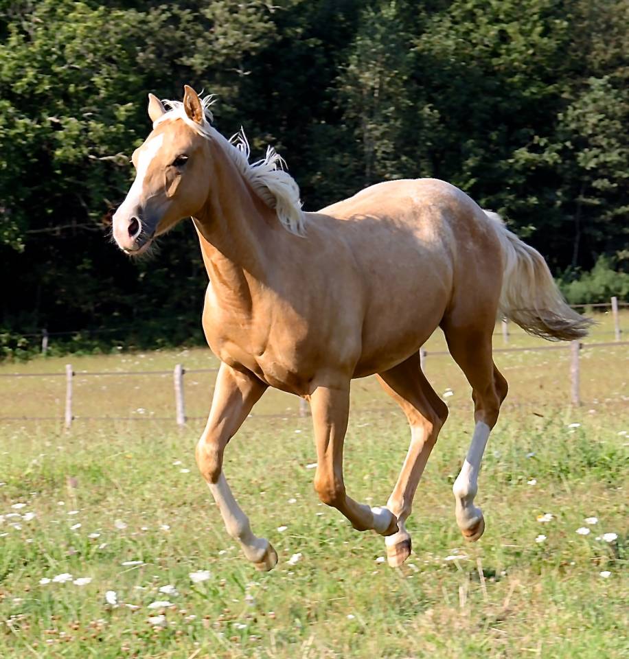 Colt Appaloosa For sale 2020 Palomino