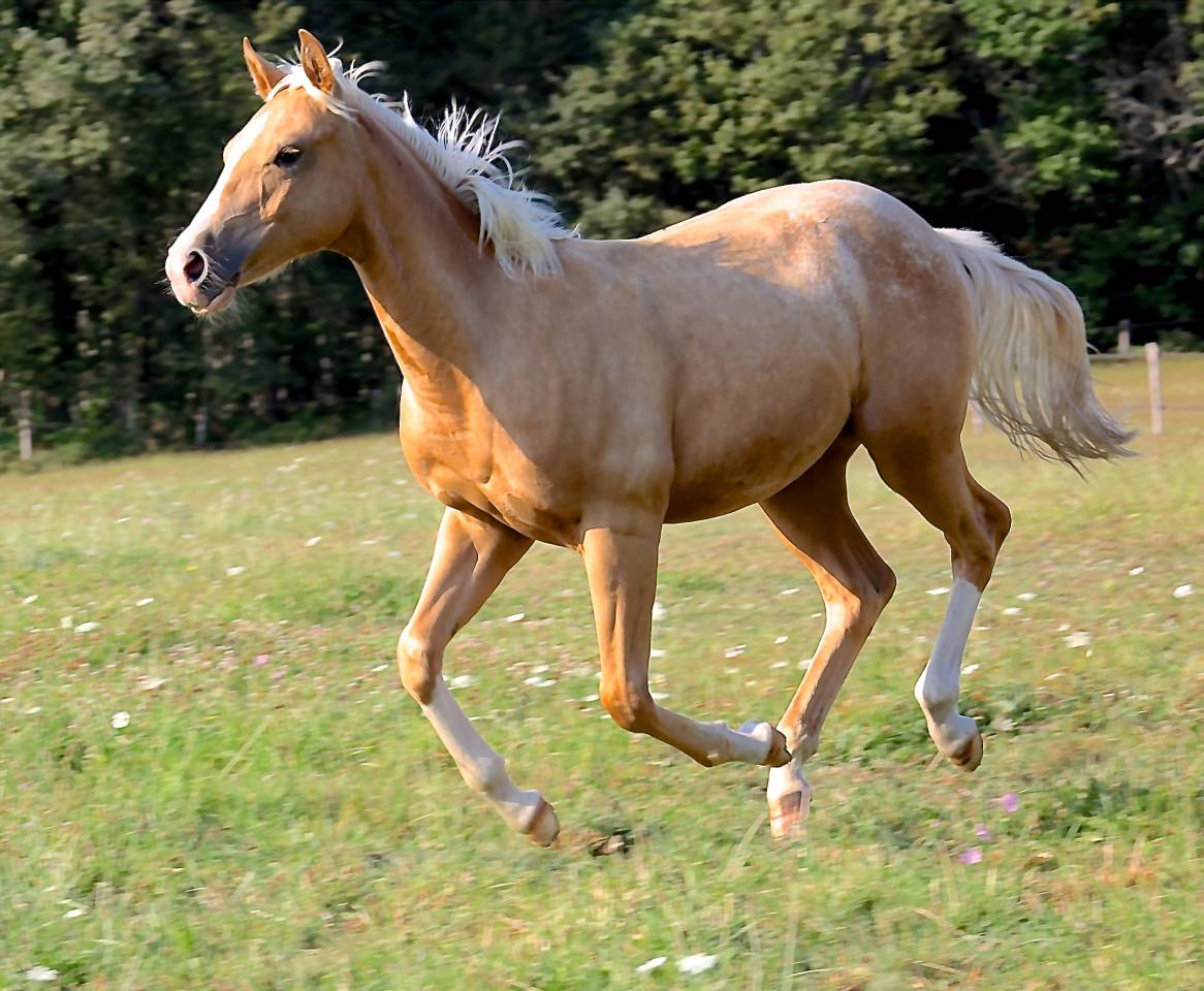 Colt Appaloosa For sale 2020 Palomino