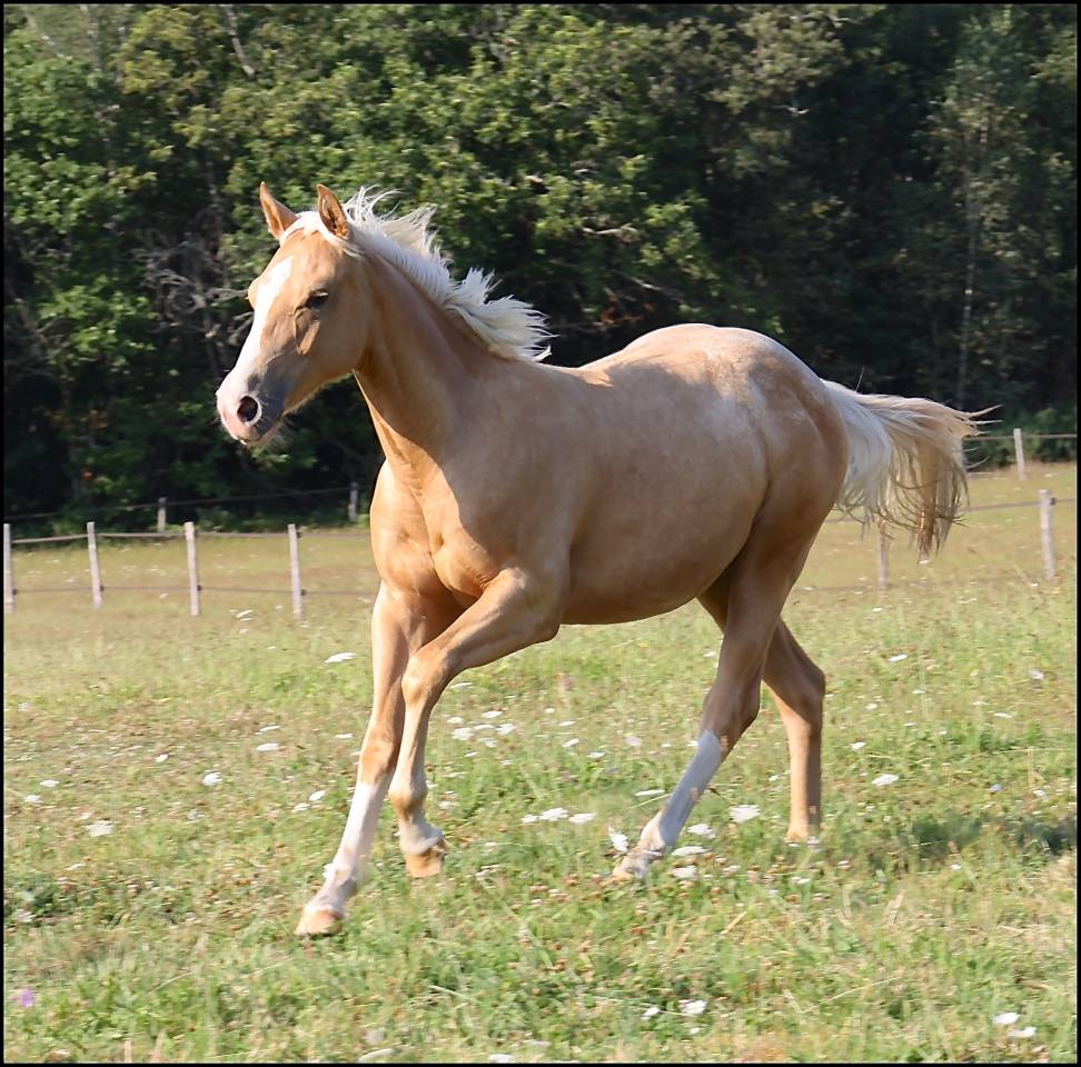 Colt Appaloosa For sale 2020 Palomino