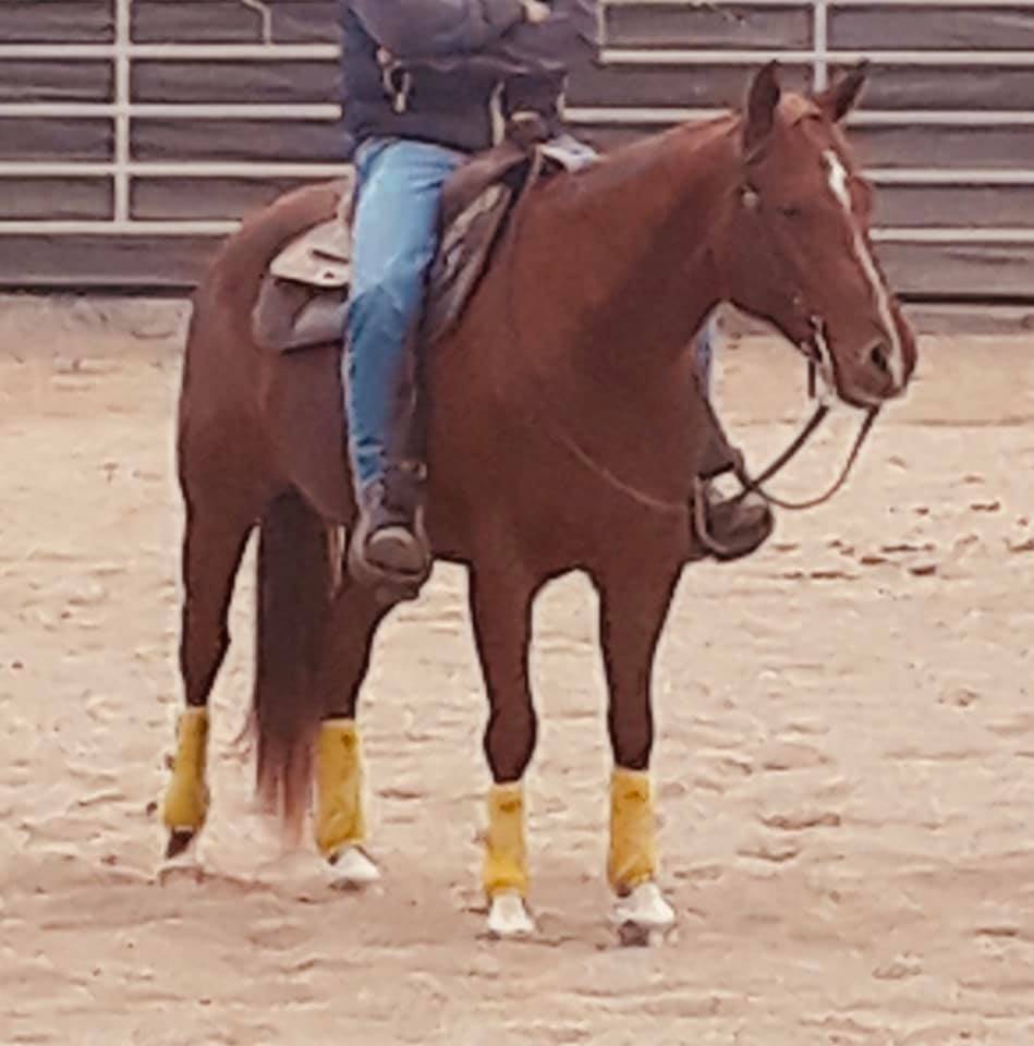 Colt Appaloosa For sale 2020 Palomino
