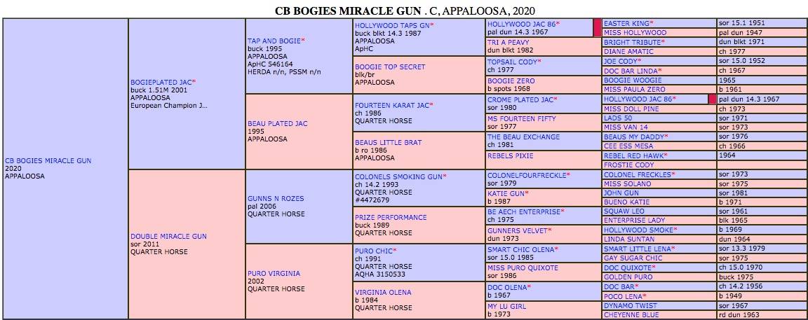 Colt Appaloosa For sale 2020 Palomino