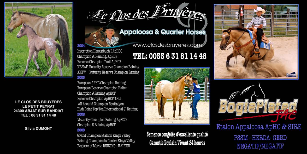 Colt Appaloosa For sale 2020 Palomino