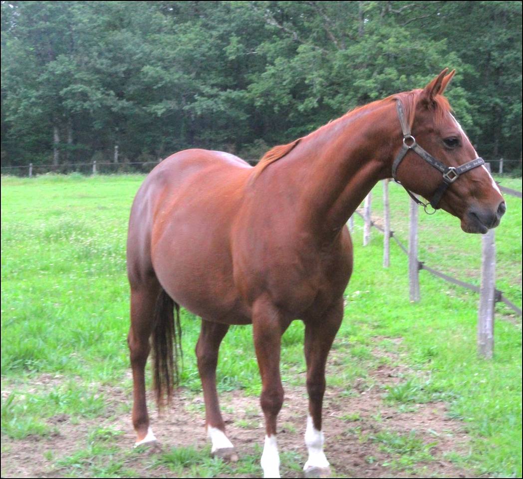 Colt Appaloosa For sale 2020 Palomino