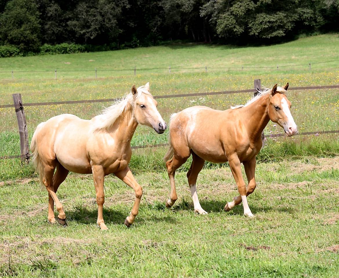 Colt Appaloosa For sale 2020 Palomino