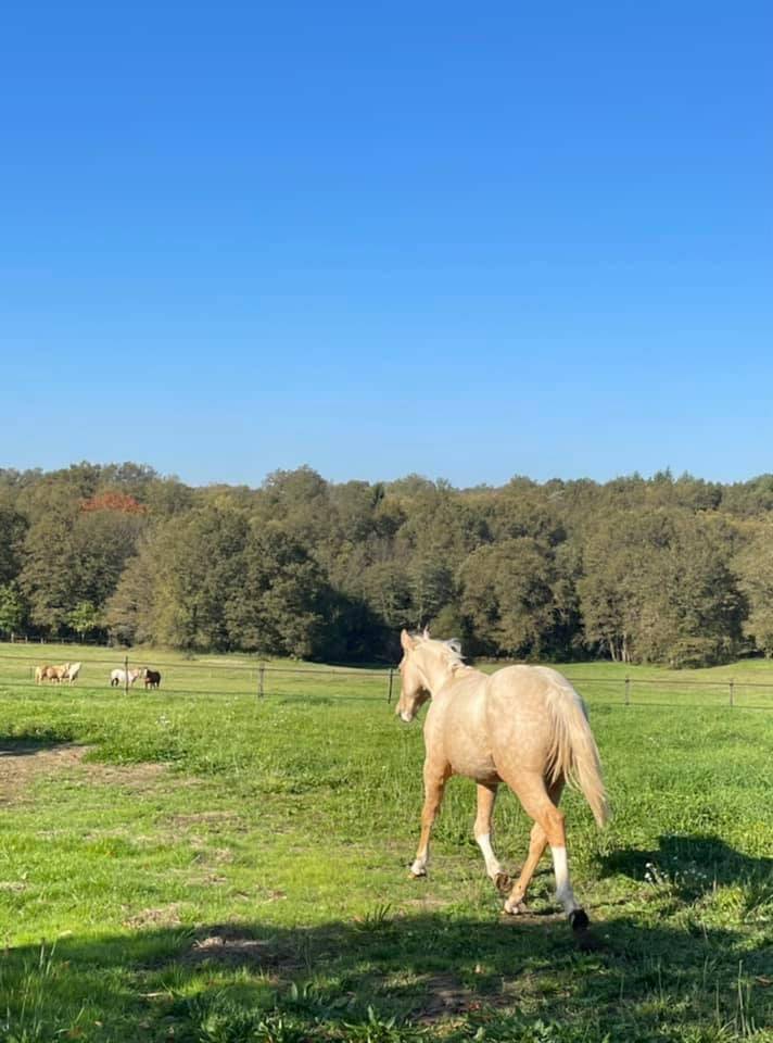 Colt Appaloosa For sale 2020 Palomino
