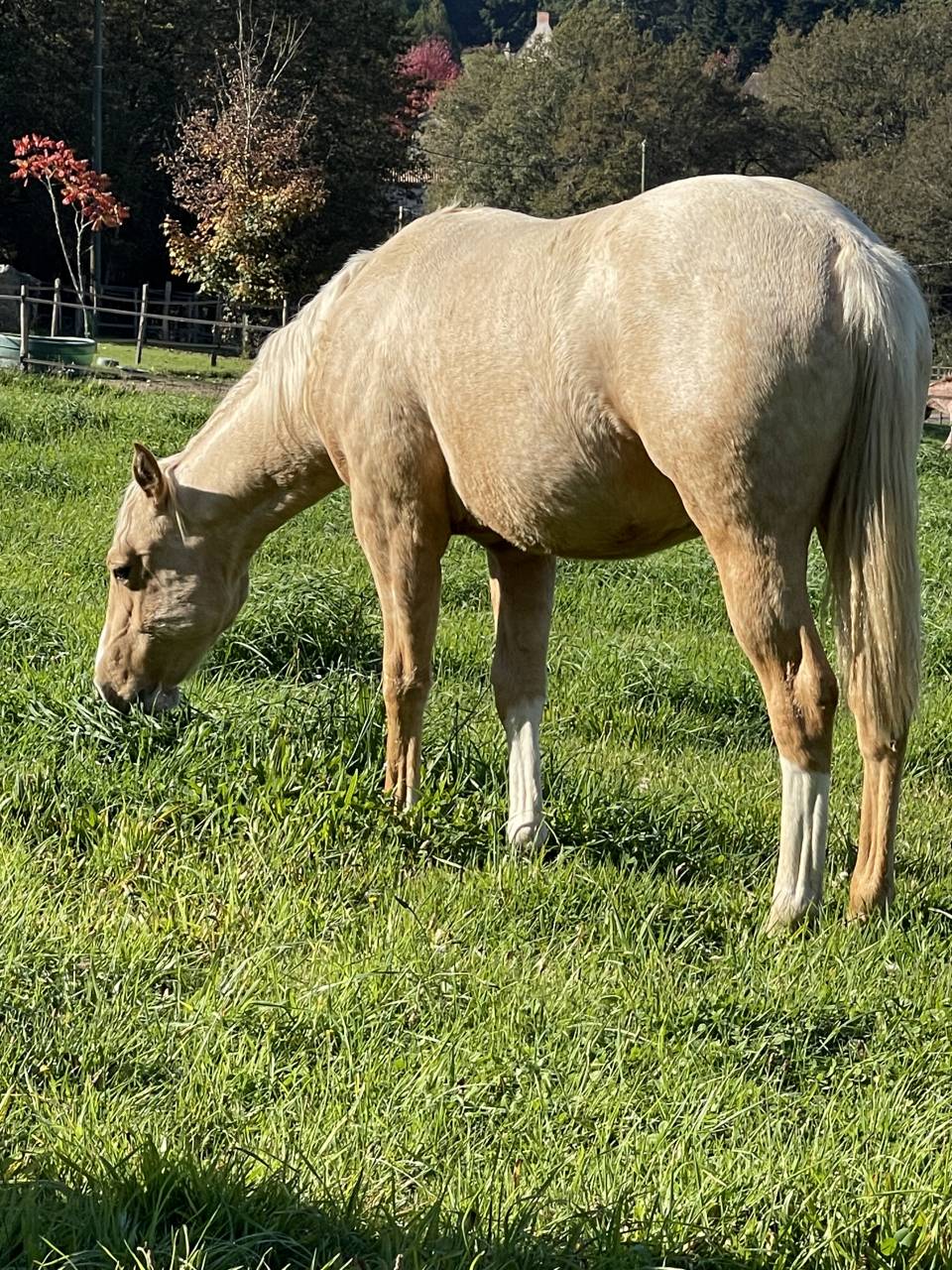Colt Appaloosa For sale 2020 Palomino