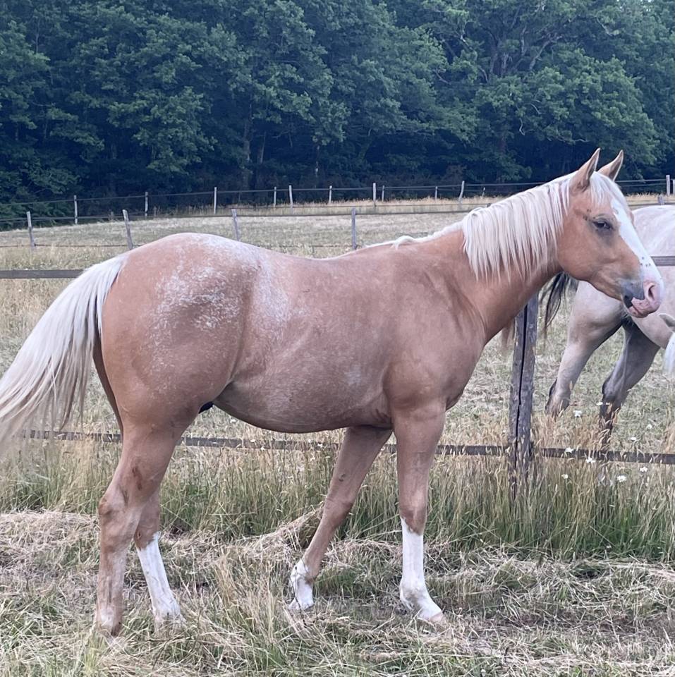 Colt Appaloosa For sale 2020 Palomino