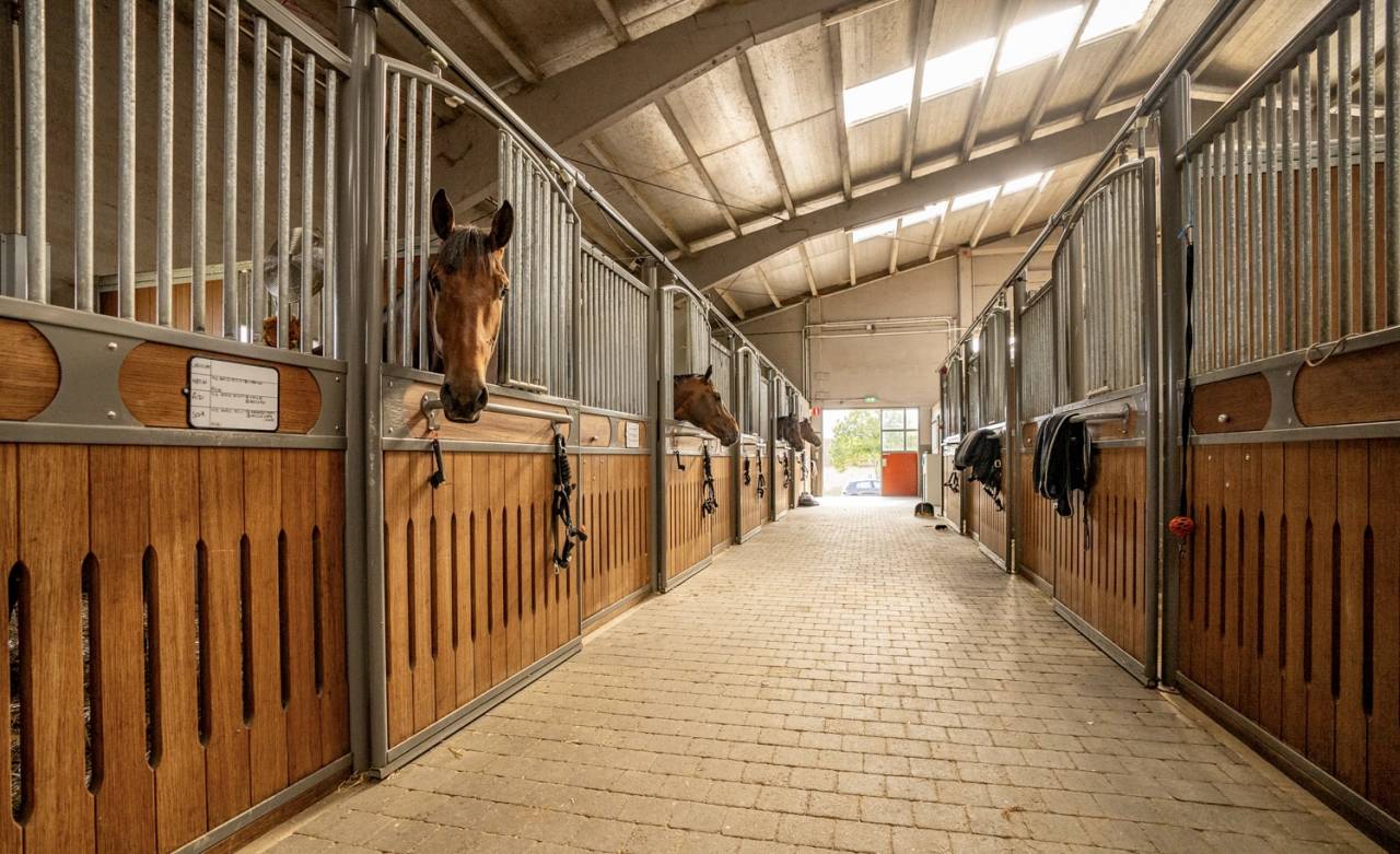 Livery yard  Brabant flamand