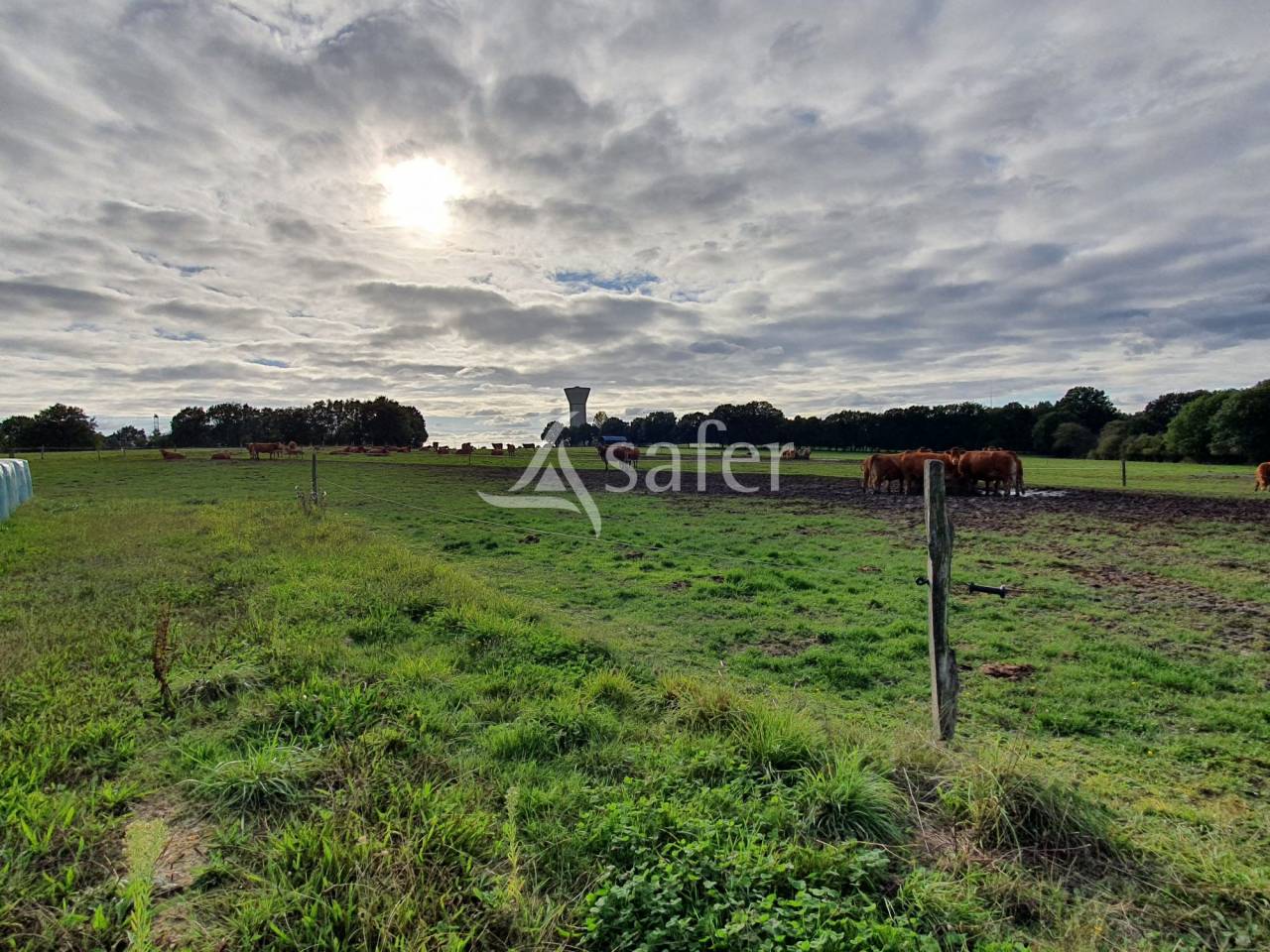 Poultry farm  Sarthe