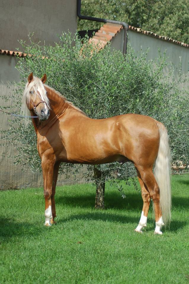 KILATE XXXVI - Thoroughbred 2011 by LUCIDO XIV