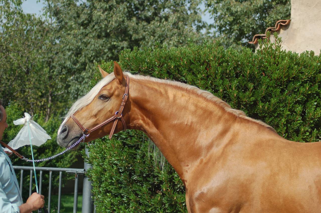 KILATE XXXVI - Thoroughbred 2011 by LUCIDO XIV