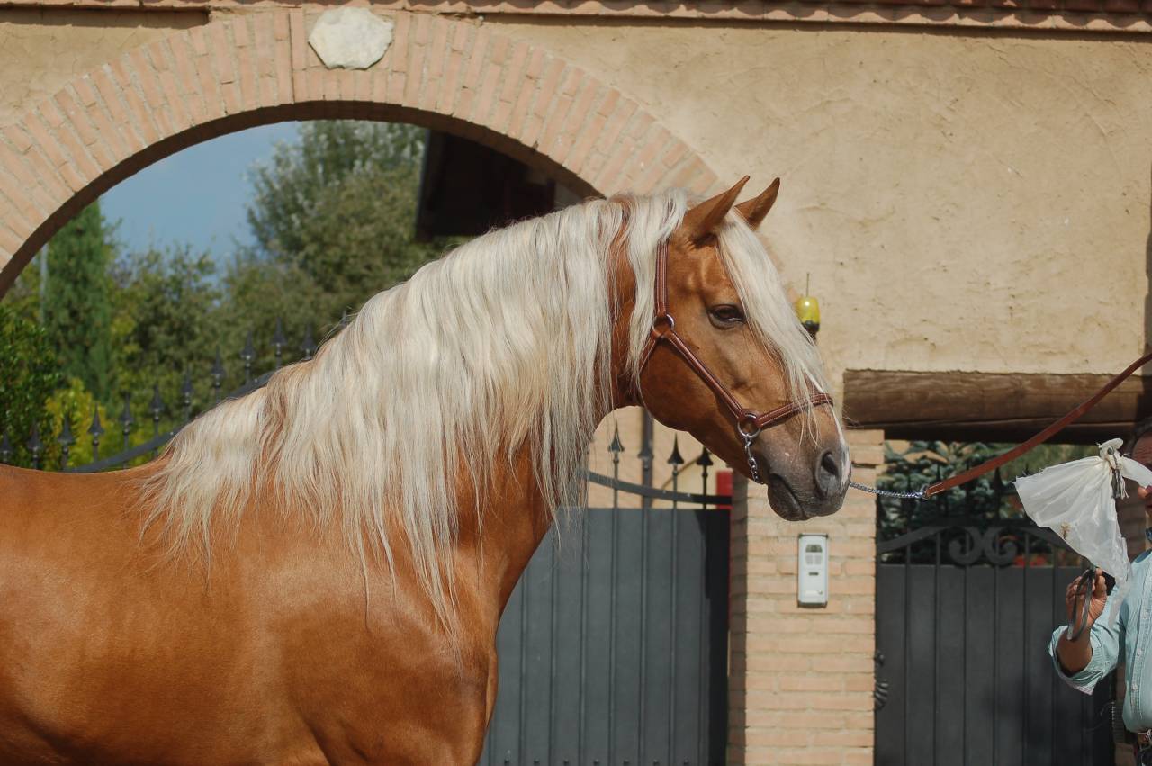 KILATE XXXVI - Thoroughbred 2011 by LUCIDO XIV