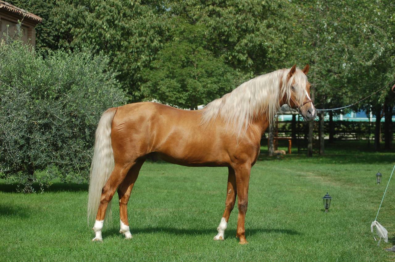 KILATE XXXVI - Thoroughbred 2011 by LUCIDO XIV