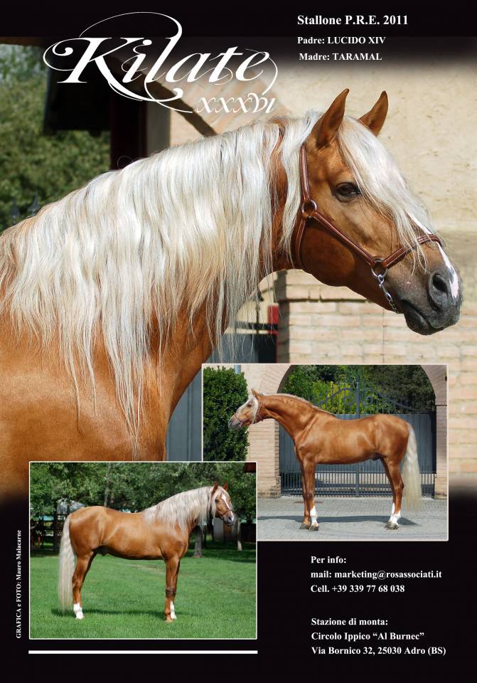KILATE XXXVI - Thoroughbred 2011 by LUCIDO XIV