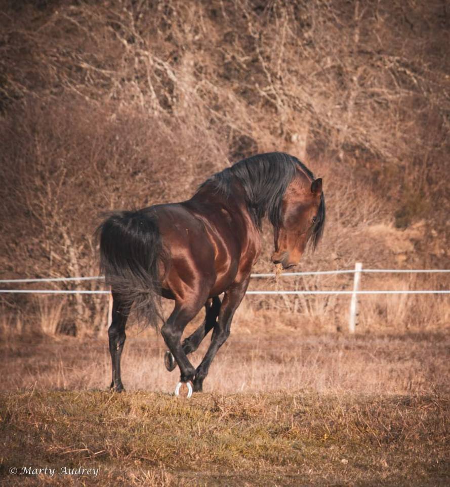 Amadeo de Ruyer - Lusitano 2010 by Borladero FLV