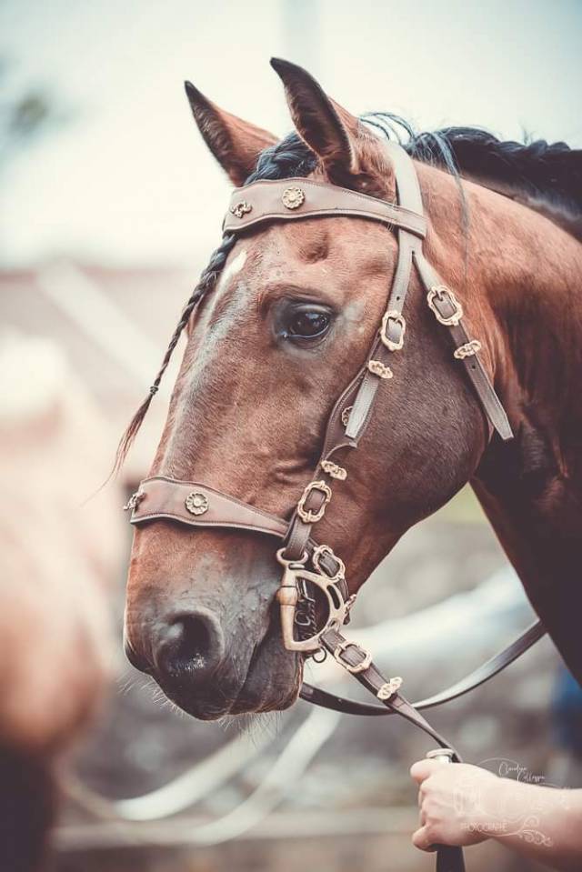 Amadeo de Ruyer - Lusitano 2010 by Borladero FLV
