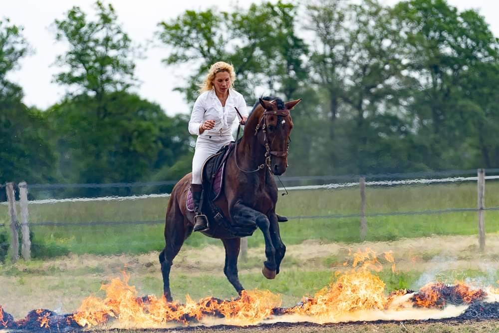 Amadeo de Ruyer - Lusitano 2010 by Borladero FLV