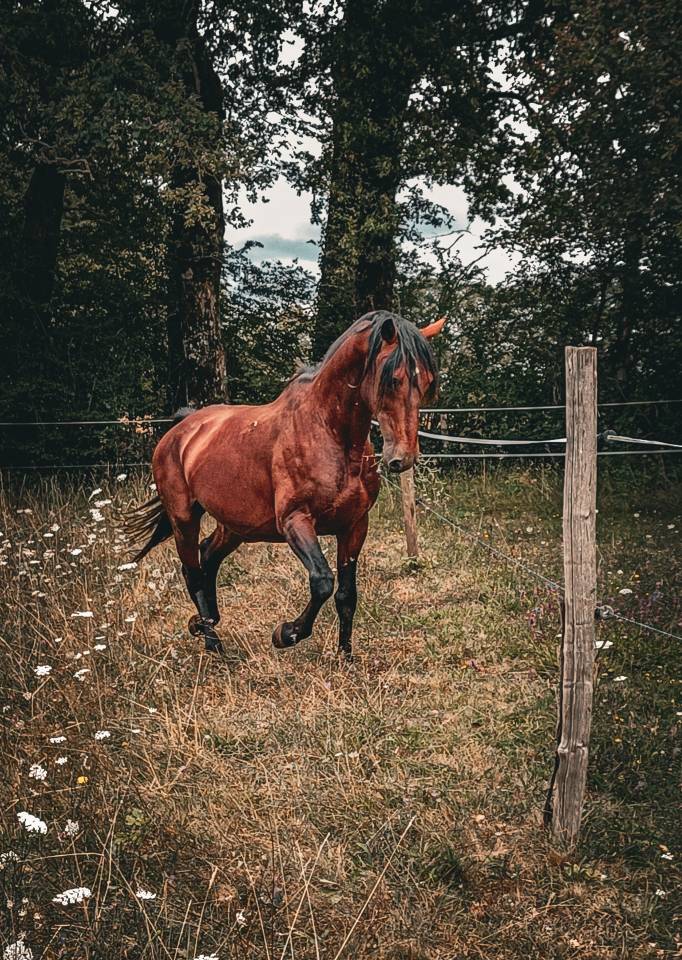 Amadeo de Ruyer - Lusitano 2010 by Borladero FLV