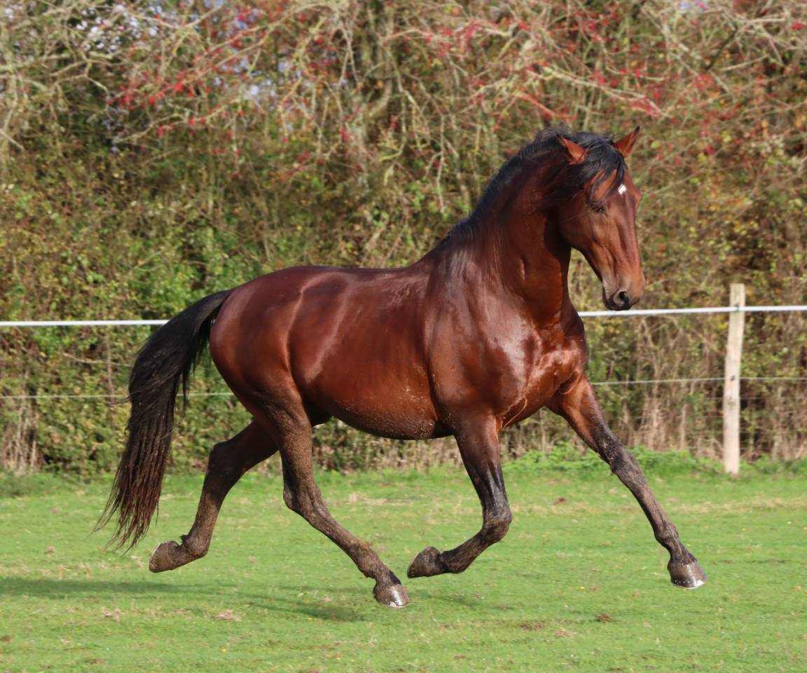 Amadeo de Ruyer - Lusitano 2010 by Borladero FLV