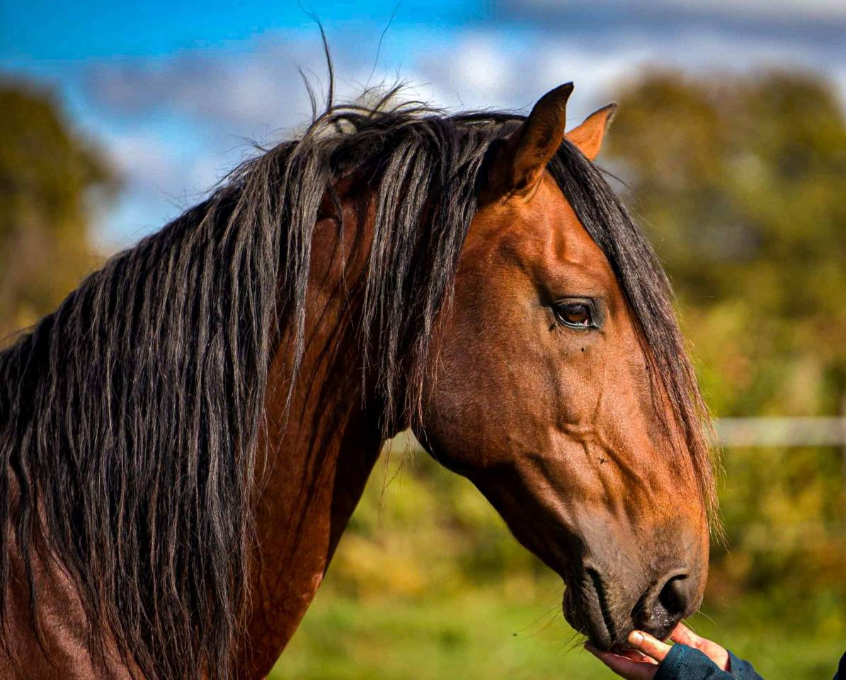 Amadeo de Ruyer - Lusitano 2010 by Borladero FLV