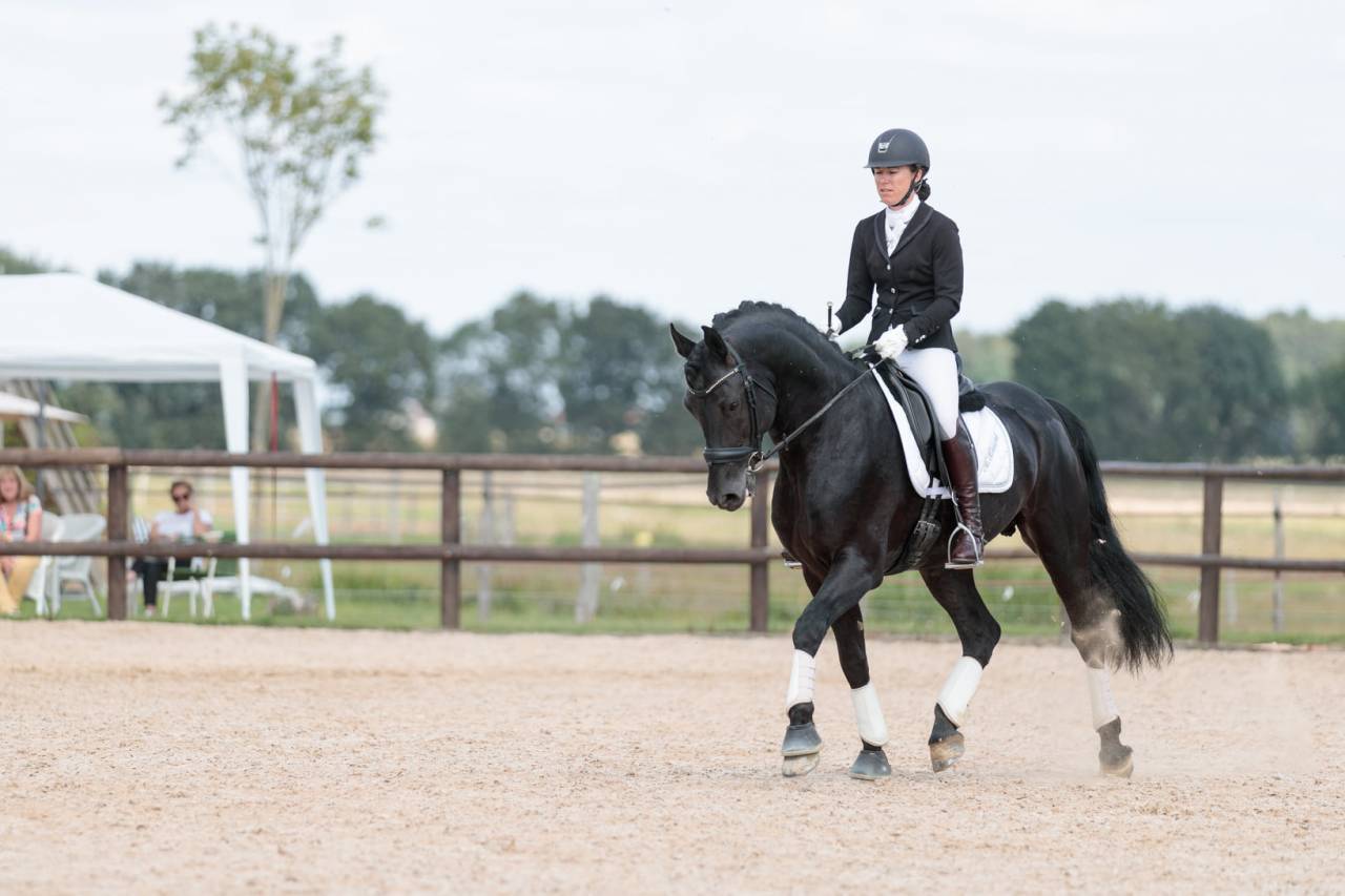 Wlahad des Brumières 029 - Friesian Arabian 2015 by Sinoan Bashhar Aswad