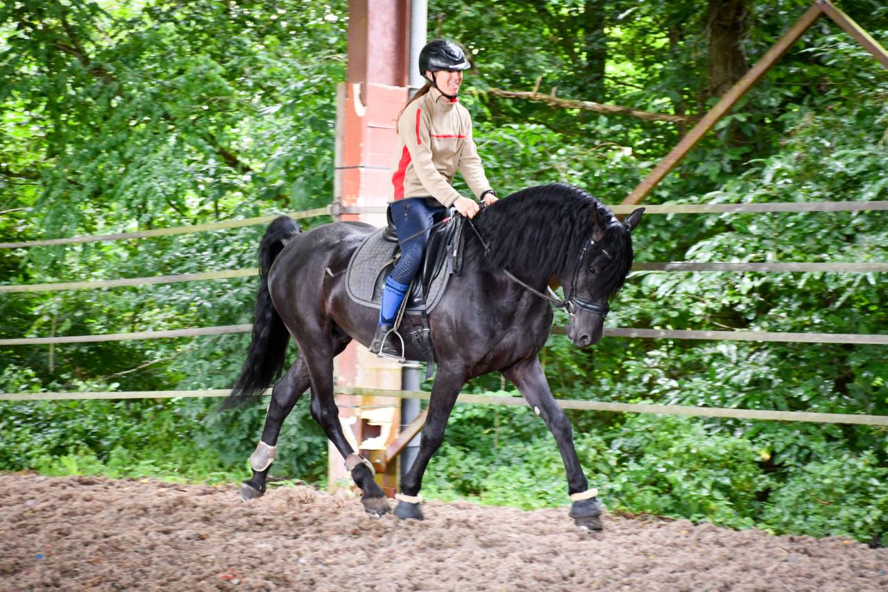 Wlahad des Brumières 029 - Friesian Arabian 2015 by Sinoan Bashhar Aswad