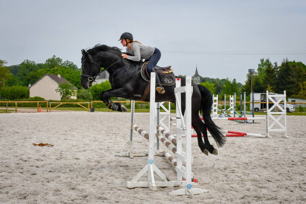 Wlahad des Brumières 029 - Friesian Arabian 2015 by Sinoan Bashhar Aswad